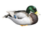 Duck PNG