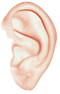 Ear PNG File