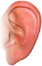 Ear PNG Image