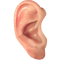 Ear PNG Picture