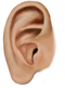 Ear