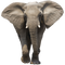 Elephant Free Download PNG