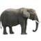 Elephant PNG Clipart