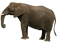 Elephant PNG Image