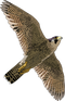 Falcon Free Download PNG