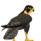 Falcon Free PNG Image