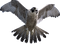 Falcon PNG Clipart