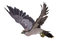 Falcon PNG Picture