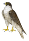 Falcon PNG