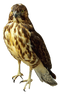 Falcon Transparent