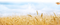 Farm Wheat Field PNG Free Download