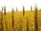 Farm Wheat Field PNG Pic