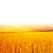 Farm Wheat Field PNG Picture