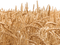 Farm Wheat Field PNG