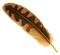 Feather High Quality PNG