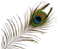 Feather PNG Pic