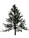 Fir-Tree Free Download PNG