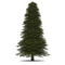 Fir-Tree PNG Image