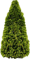 Fir-Tree PNG