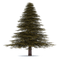 Fir-Tree Transparent