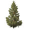 Fir-Tree