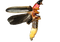 Firefly Insect PNG Free Image