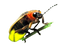 Firefly Insect PNG