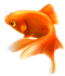 Fish PNG 11