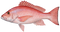 Fish PNG 12