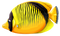 Fish PNG 14