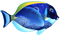 Fish PNG 6