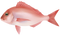 Fish PNG 7