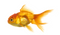 Fish PNG 8