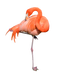 Flamingo Free Download PNG