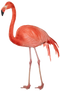 Flamingo Free PNG Image