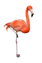 Flamingo PNG Clipart