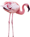 Flamingo PNG File