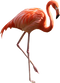 Flamingo PNG Image