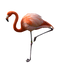 Flamingo PNG Pic