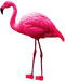 Flamingo PNG Picture