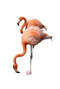 Flamingo PNG