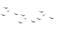 Flock Of Birds PNG Picture