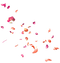 Flower Petals PNG