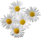 Flowers PNG 2