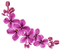 Flowers PNG 9