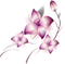 Flowers PNG