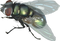 Fly PNG 5