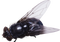 Fly PNG 6