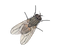 Fly PNG 7