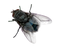 Fly PNG